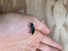 Staphylinini