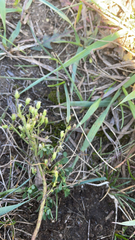 Arenaria serpyllifolia