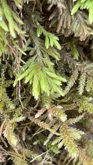 Dendroalsia abietina