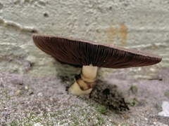 Fungi