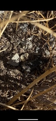 Sceloporus occidentalis