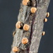 Nectria cinnabarina - Photo (c) Udo Schmidt, algunos derechos reservados (CC BY-SA)