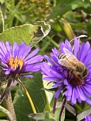 Apis mellifera