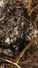 Sceloporus occidentalis