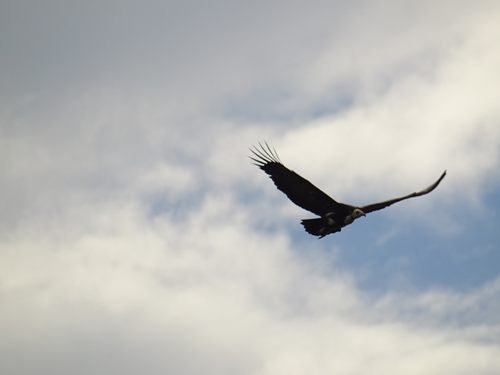 Hooded Vulture