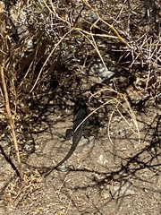 Sceloporus occidentalis