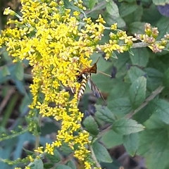 Myzinum quinquecinctum