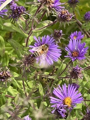 Apis mellifera