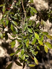 Vaccinium elliottii