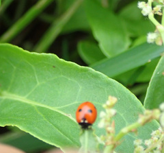 Coccinella quinquepunctata