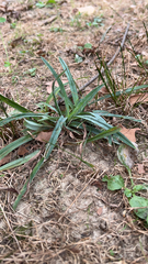 Carex platyphylla