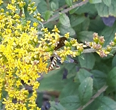 Myzinum quinquecinctum