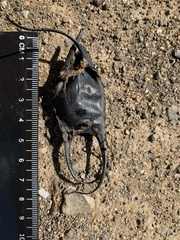 Leucoraja erinaceus