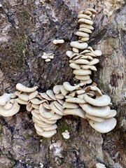 Panellus