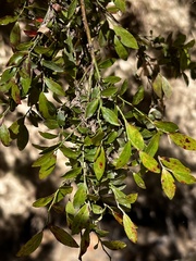 Vaccinium elliottii