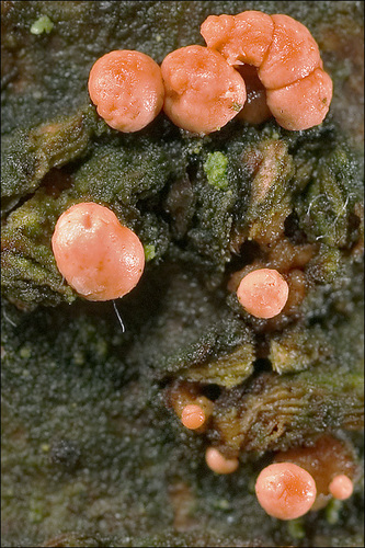 Paprastasis Raudonspuogis nuotrauka