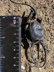 Leucoraja erinaceus