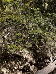 Vaccinium elliottii