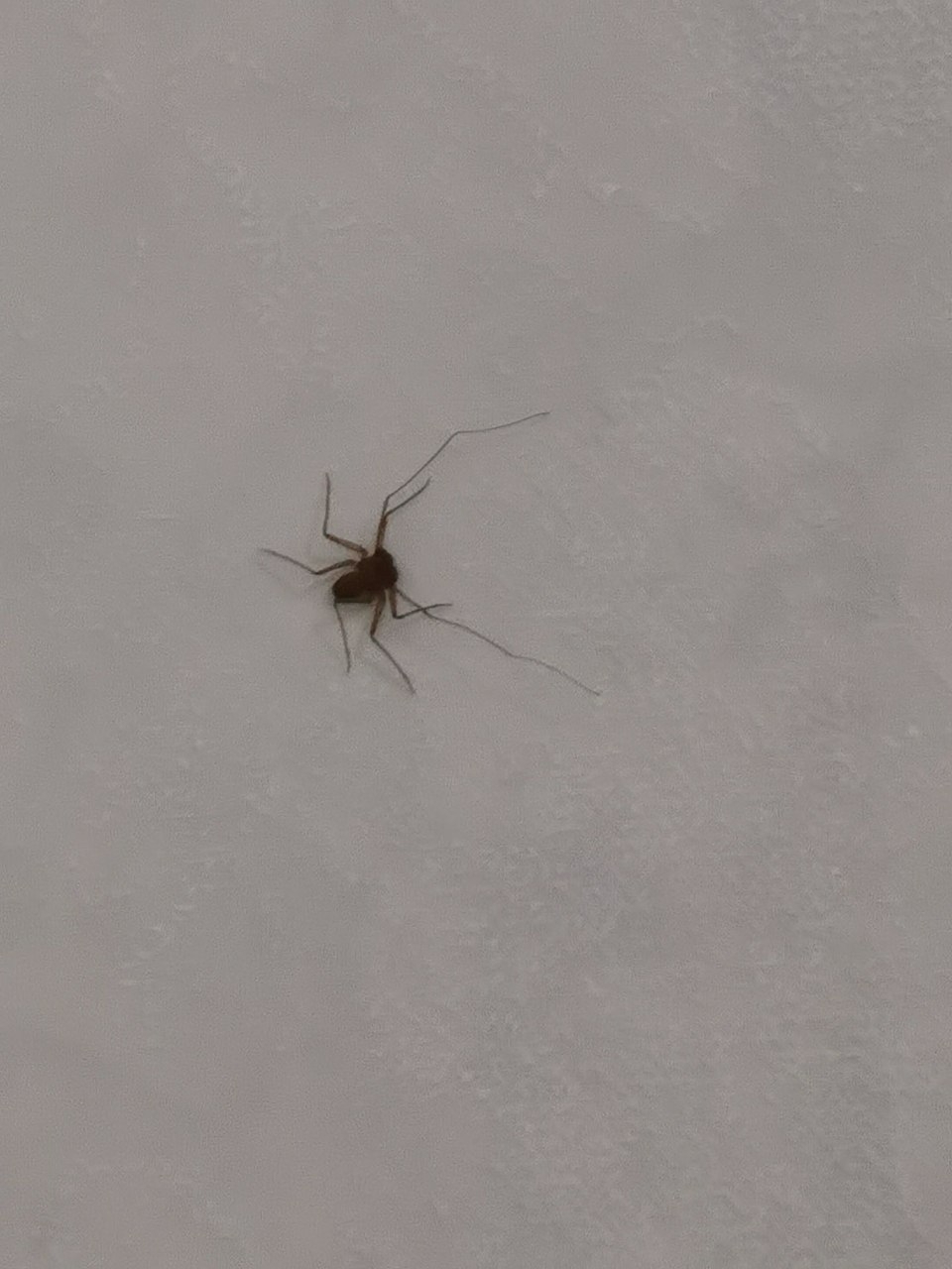 Sarax ioanniticus (Kritscher, 1959)