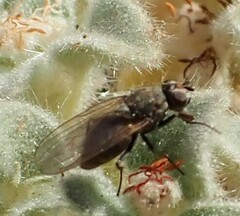 Muscoidea