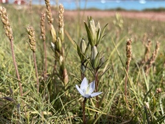 Lomatogonium rotatum