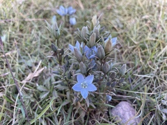 Lomatogonium rotatum