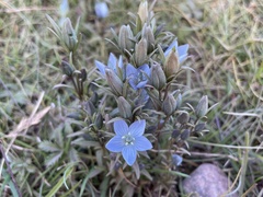 Lomatogonium rotatum