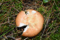 Russula paludosa