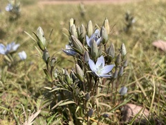 Lomatogonium rotatum