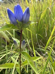 Gentiana andrewsii