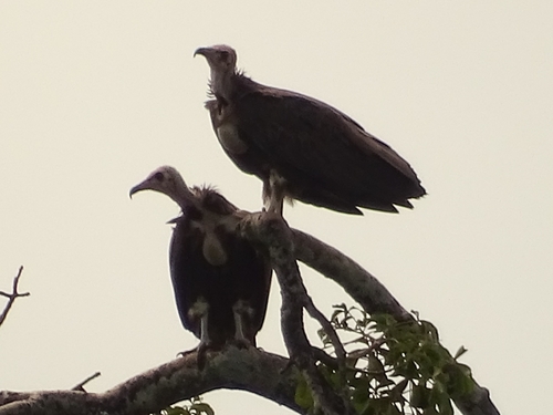 Hooded Vulture