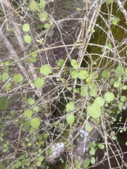 Coprosma rotundifolia