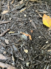 Bipalium adventitium