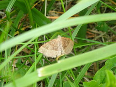 Scotopteryx chenopodiata