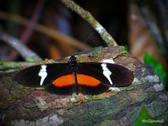 Heliconius