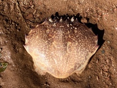 Ovalipes ocellatus