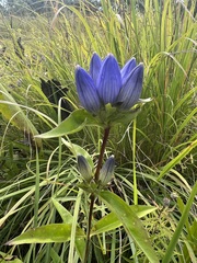 Gentiana andrewsii