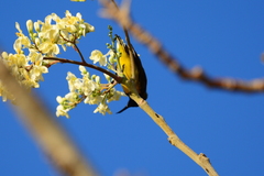 Cinnyris jugularis ornatus