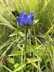 Gentiana andrewsii