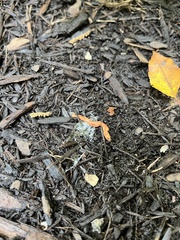 Bipalium adventitium