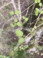 Coprosma rotundifolia