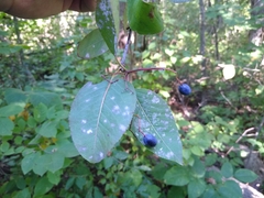 Viburnum prunifolium