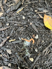 Bipalium adventitium