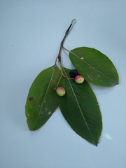 Viburnum prunifolium