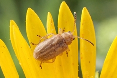 Ophraella