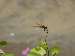 Trithemis pallidinervis