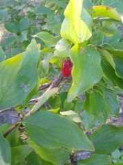 Cornus