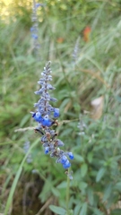 Salvia lavanduloides