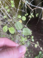 Coprosma rotundifolia