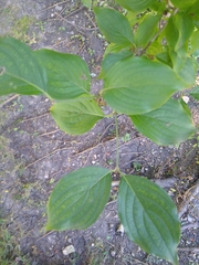 Cornus